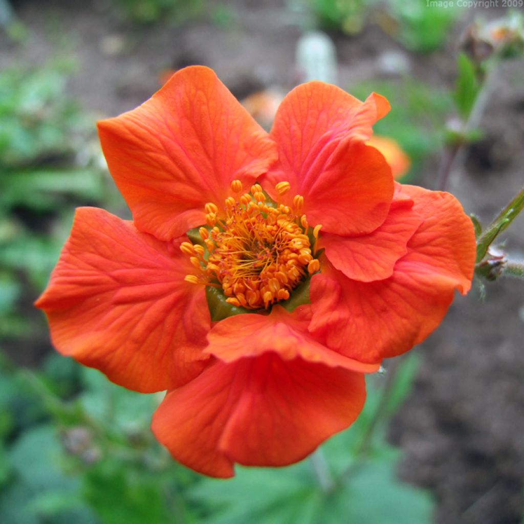 Geum coccineum Werner Arends - Nagelkruid