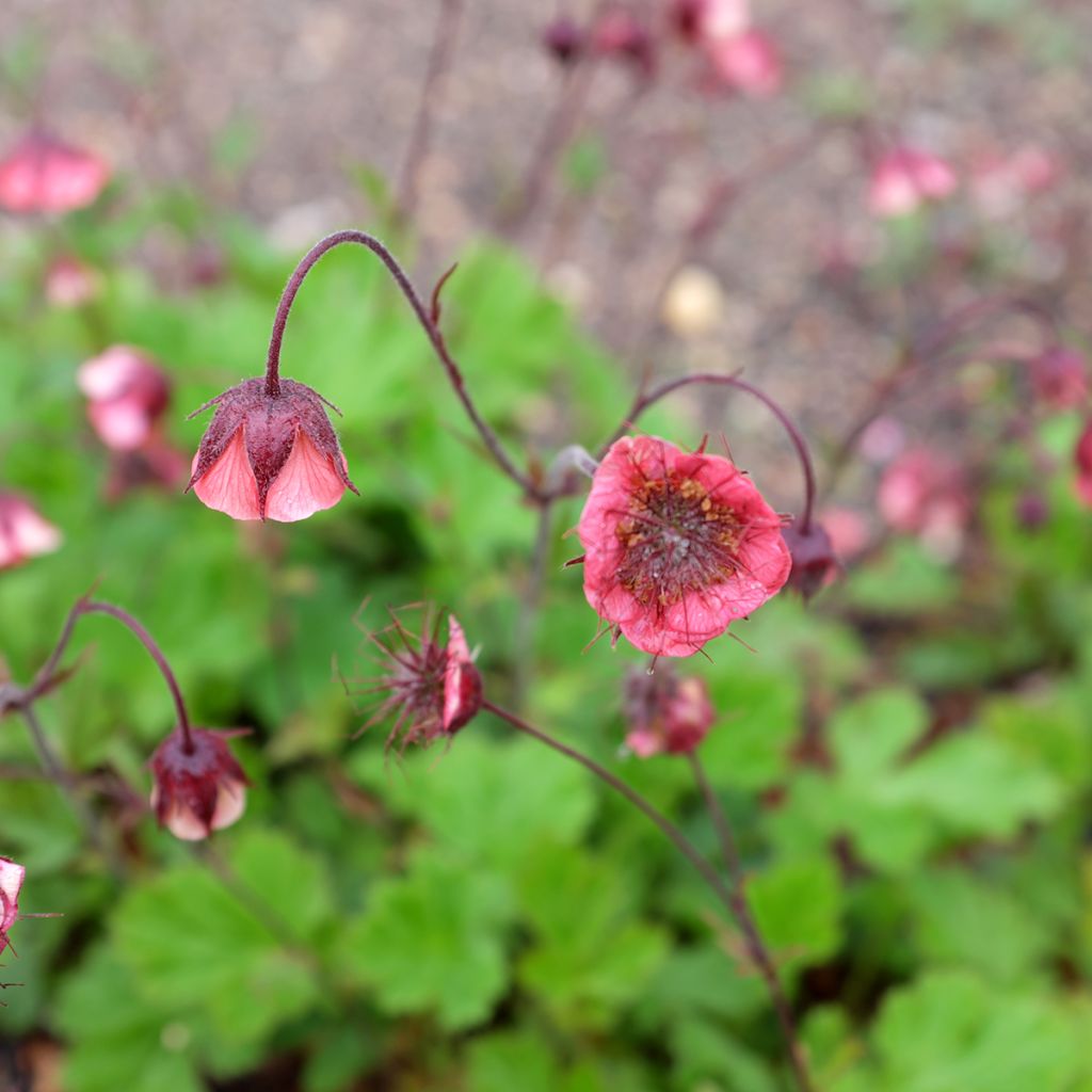 Geum rivale Leonards Variety - Knikkend nagelkruid