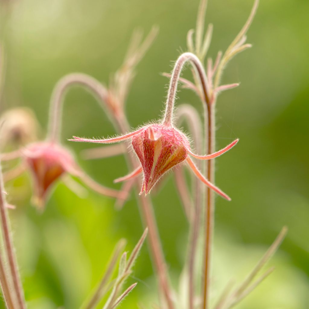 Geum triflorum - Nagelkruid
