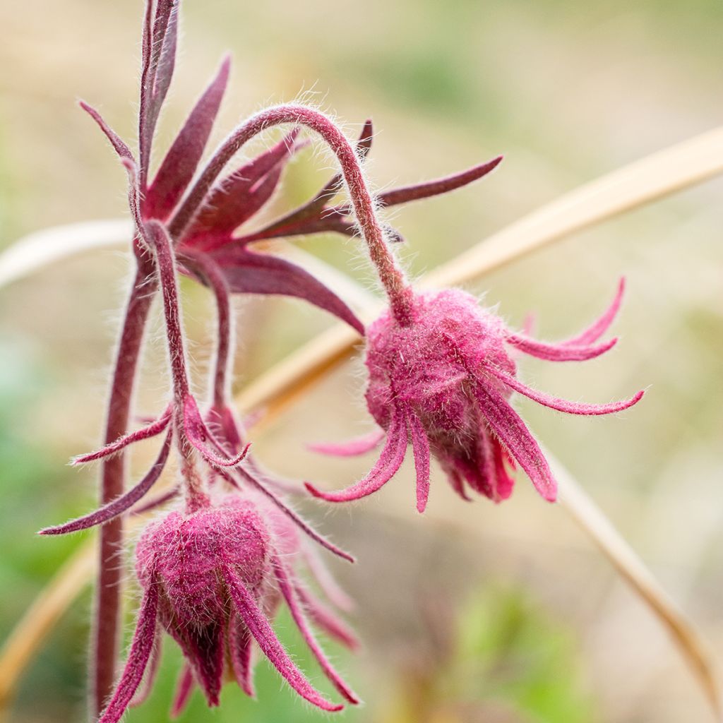 Geum triflorum - Nagelkruid
