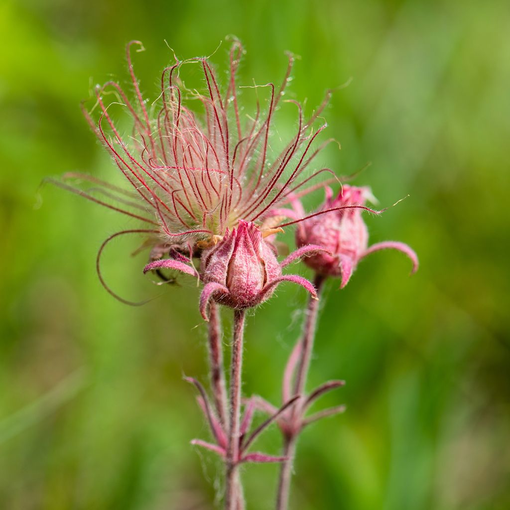 Geum triflorum - Nagelkruid