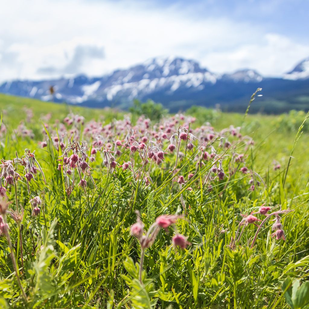 Geum triflorum - Nagelkruid