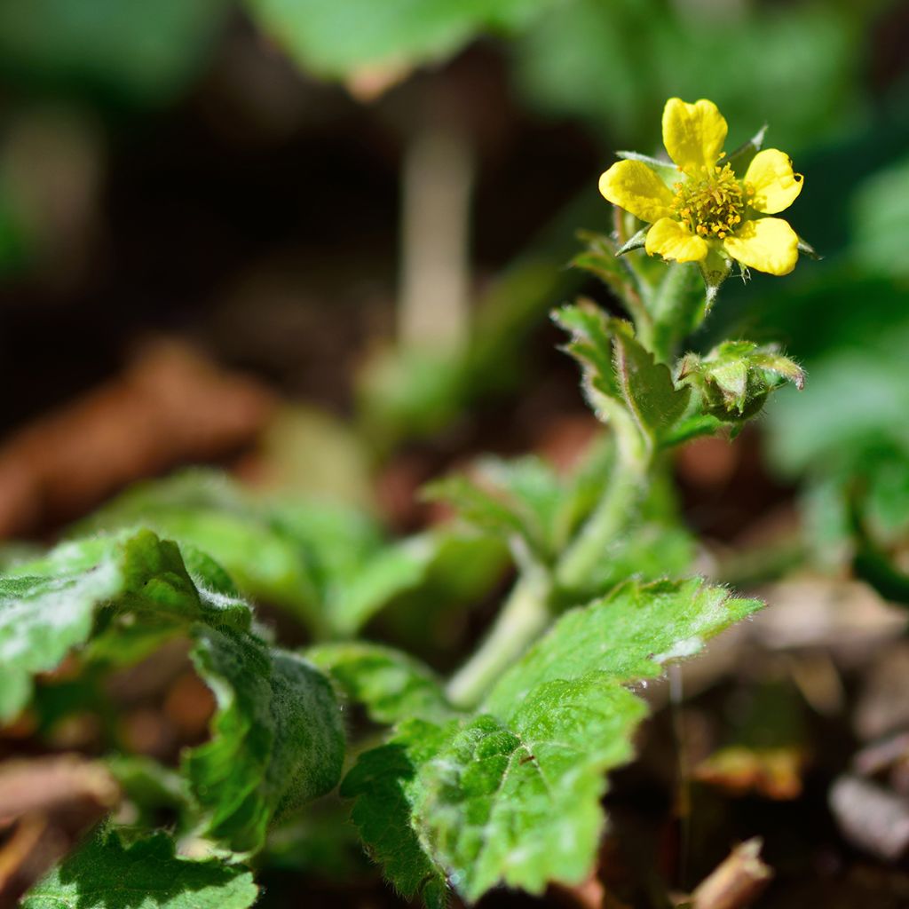 Geum urbanum - Gewoon nagelkruid