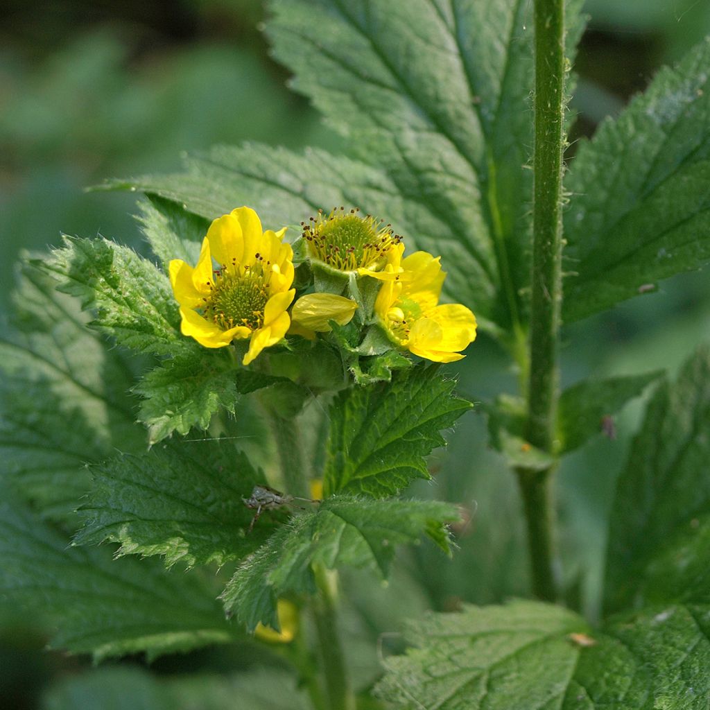 Geum urbanum - Gewoon nagelkruid