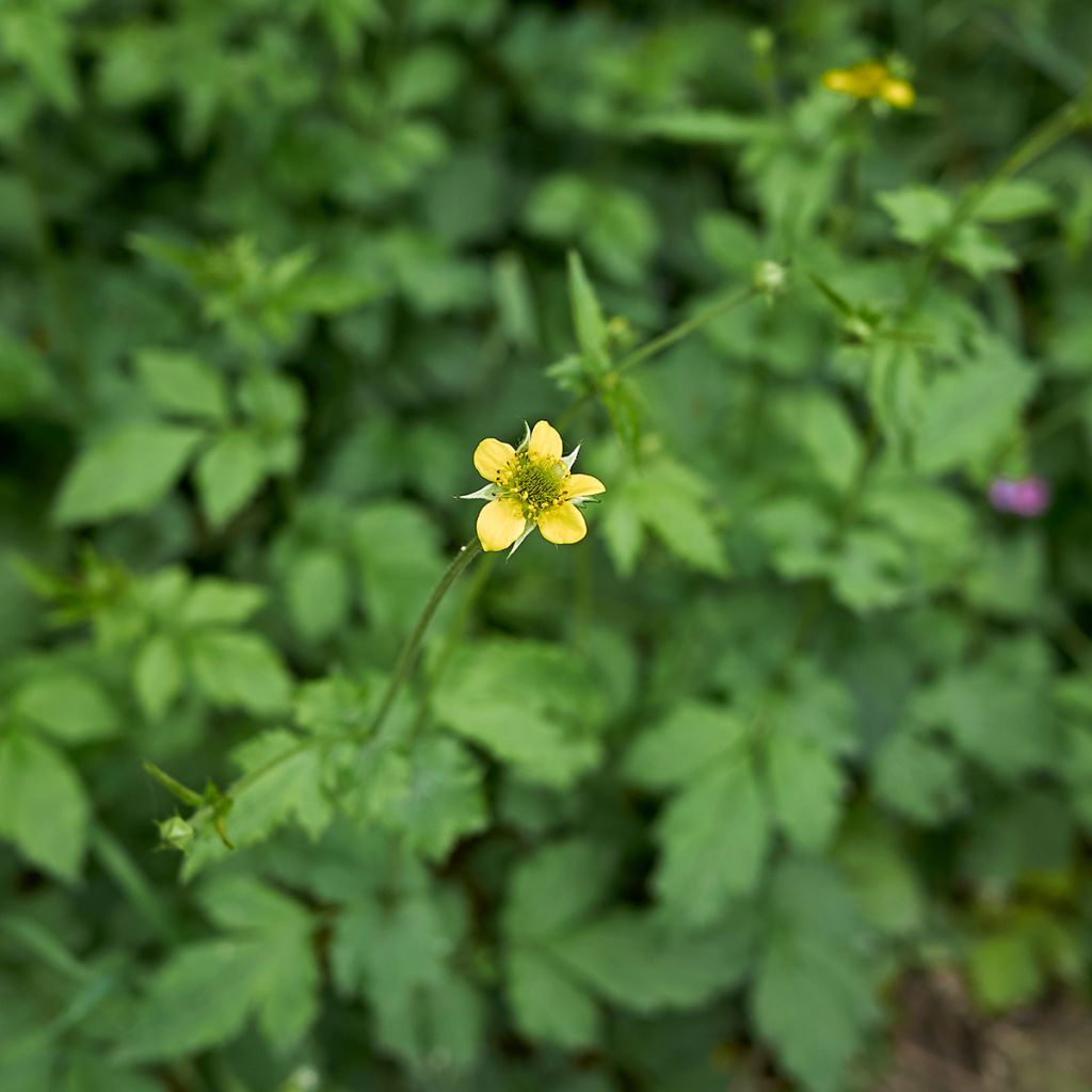 Geum urbanum - Gewoon nagelkruid