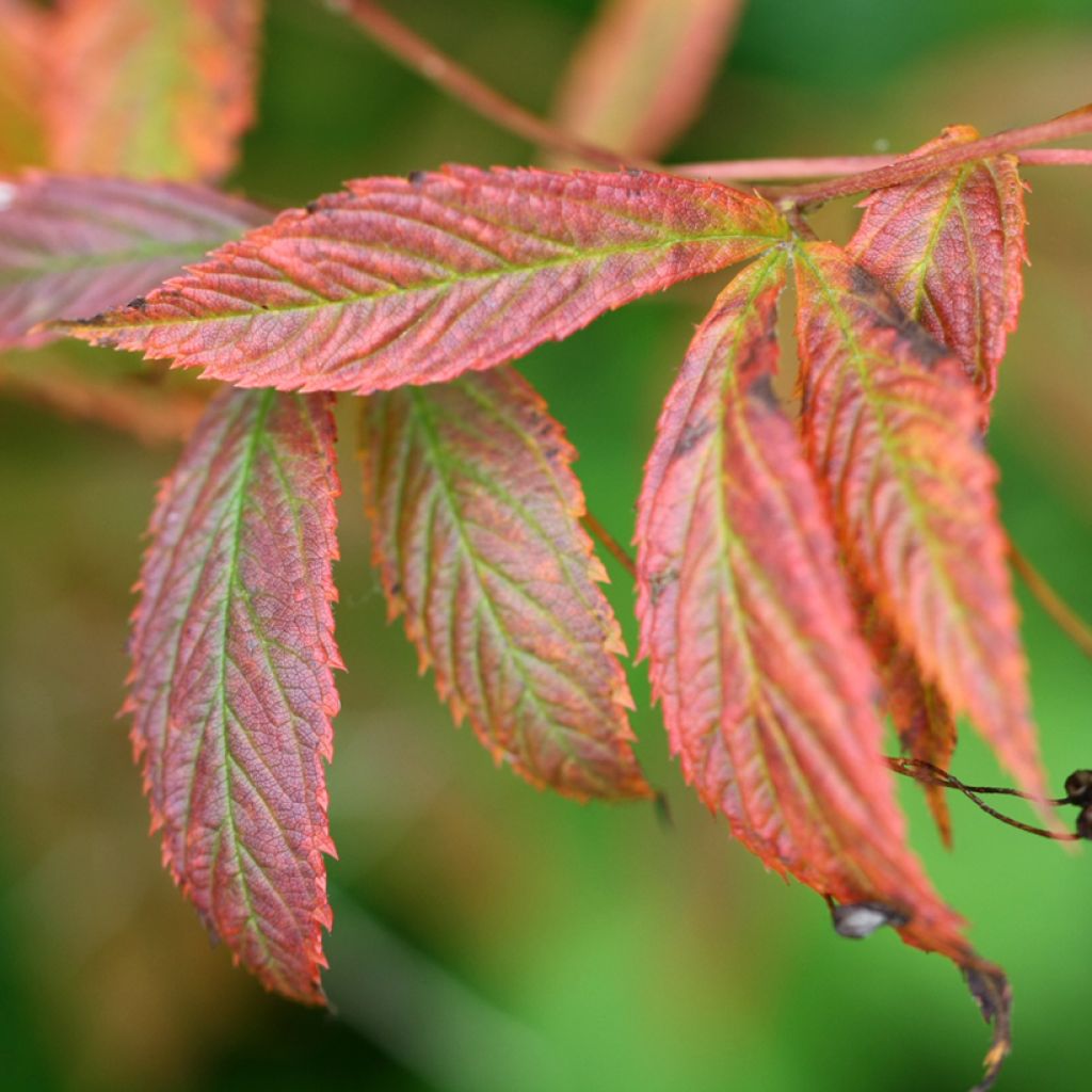Gillenia trifoliata - Driebladige braakwortelspirea