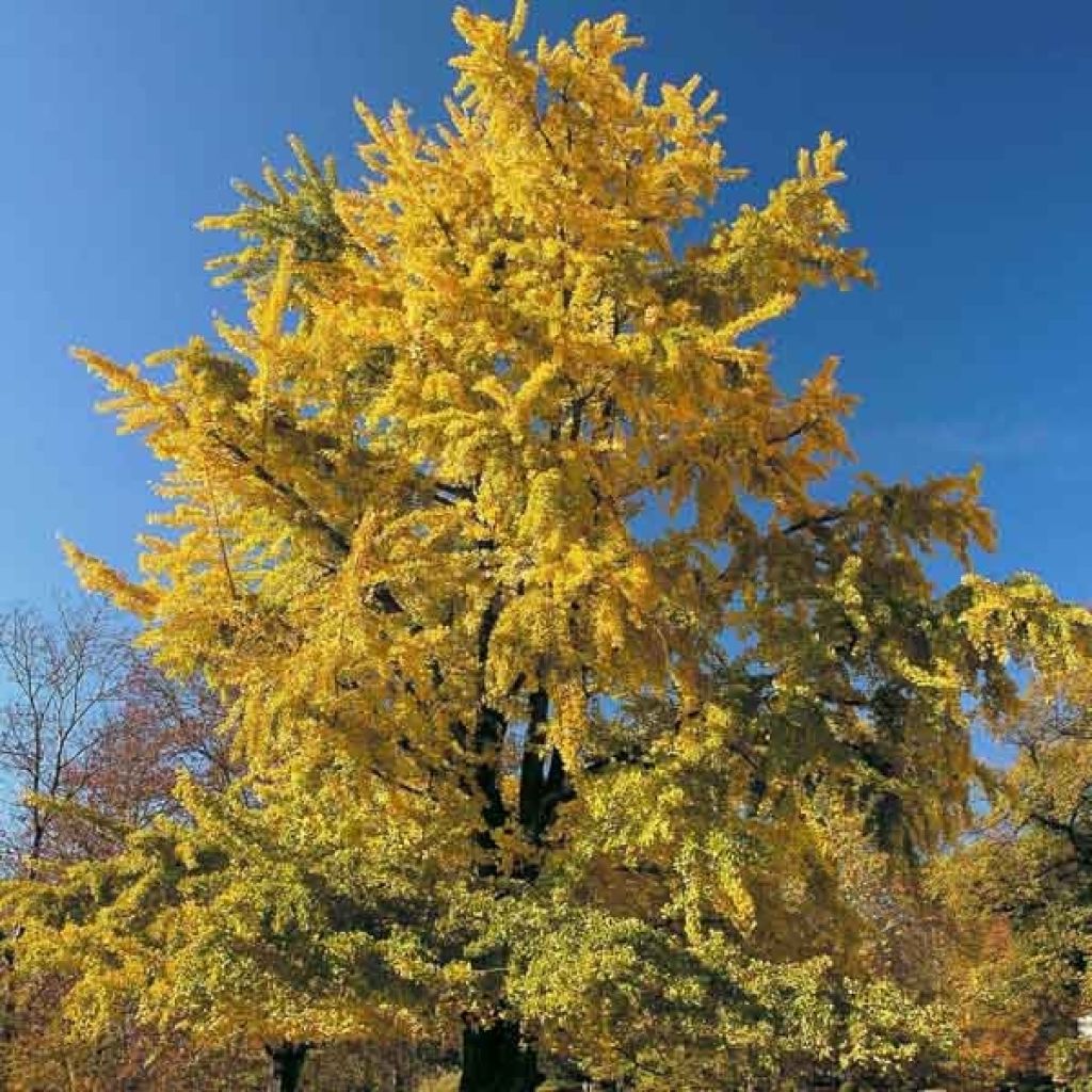 Ginkgo biloba - Japanse notenboom