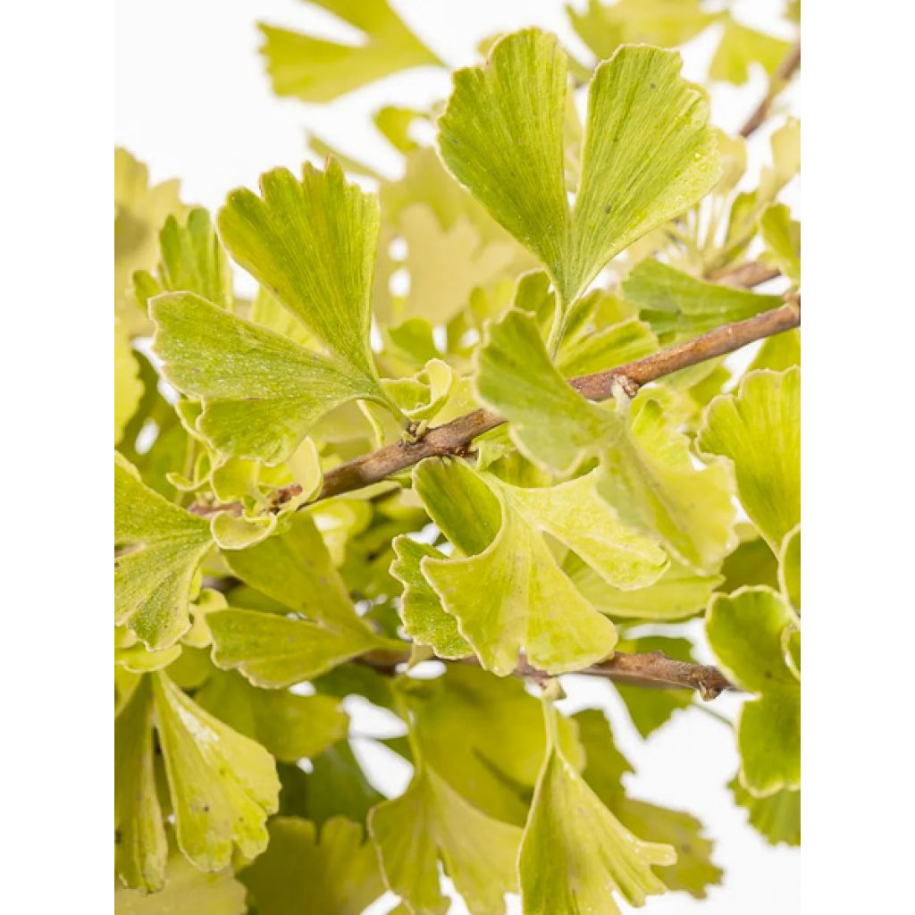 Ginkgo biloba Baldi - Arbre aux quarante écus nain