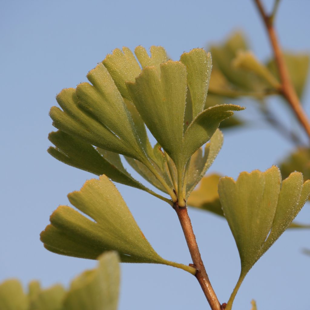 Ginkgo biloba Blagon - Japanse notenboom