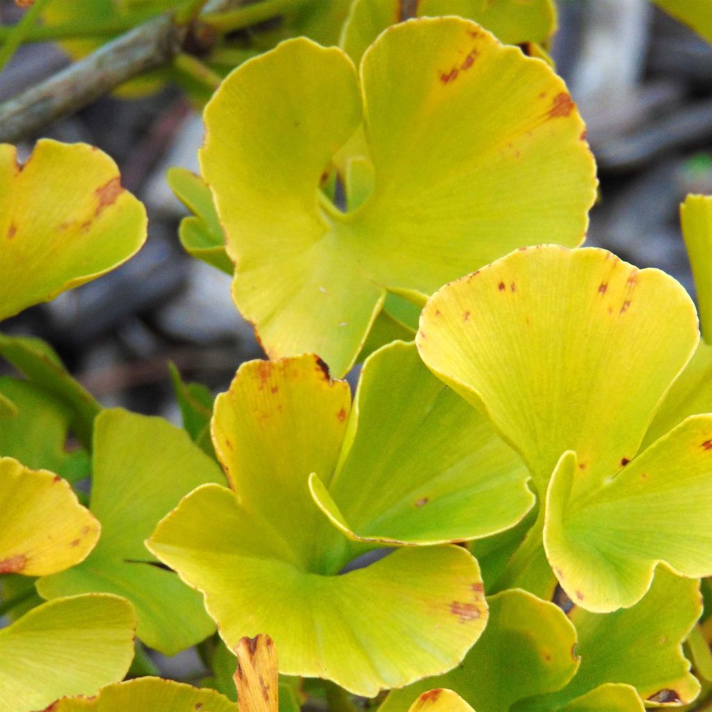 Ginkgo biloba Mariken - Japanse notenboom
