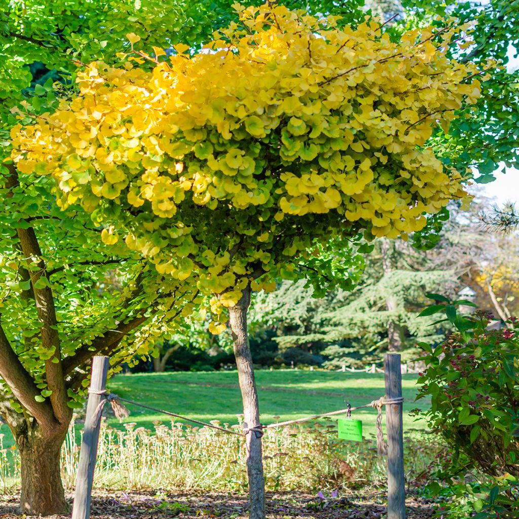 Ginkgo biloba Mariken - Japanse notenboom
