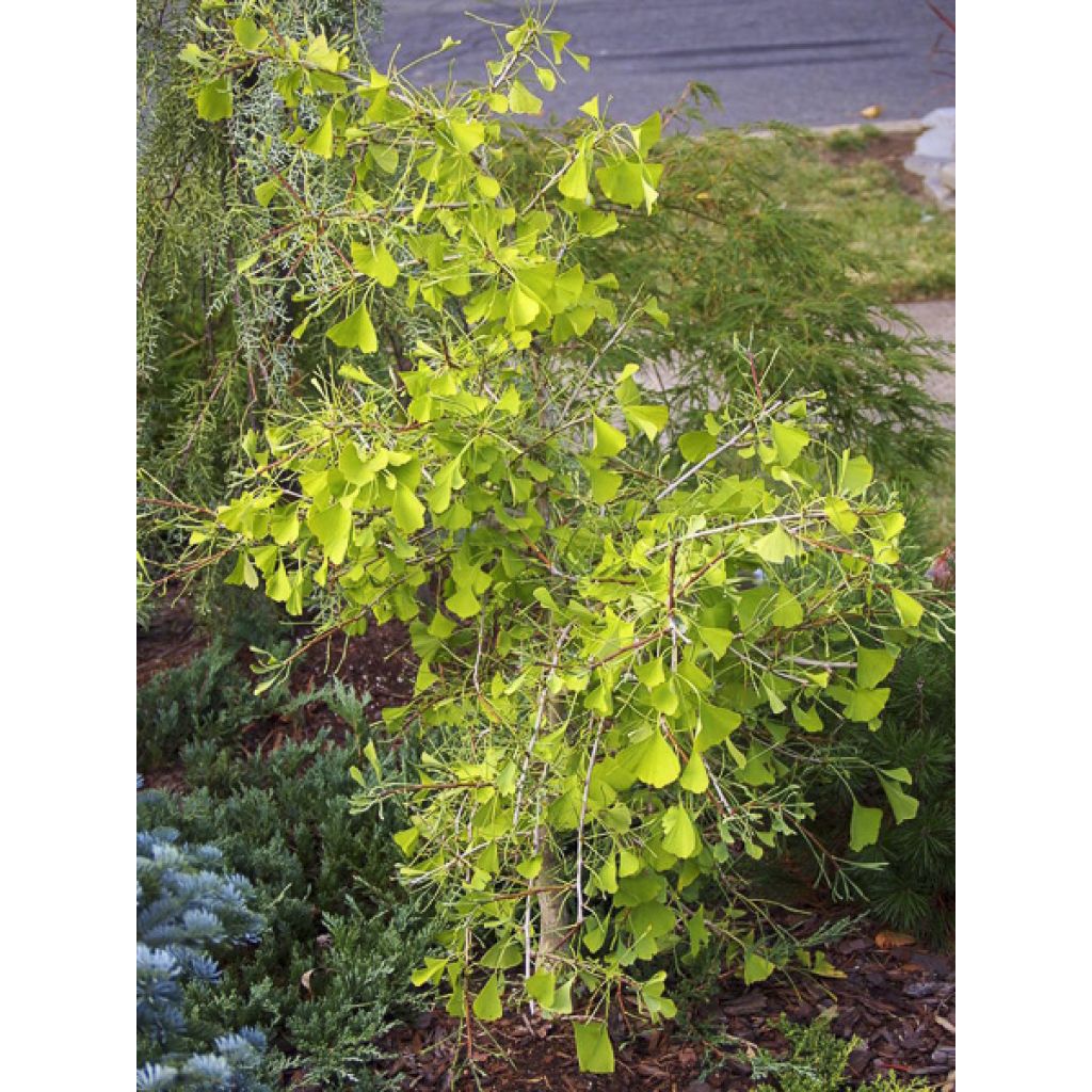 Ginkgo biloba Mutant Weeper - Arbre aux quarante écus
