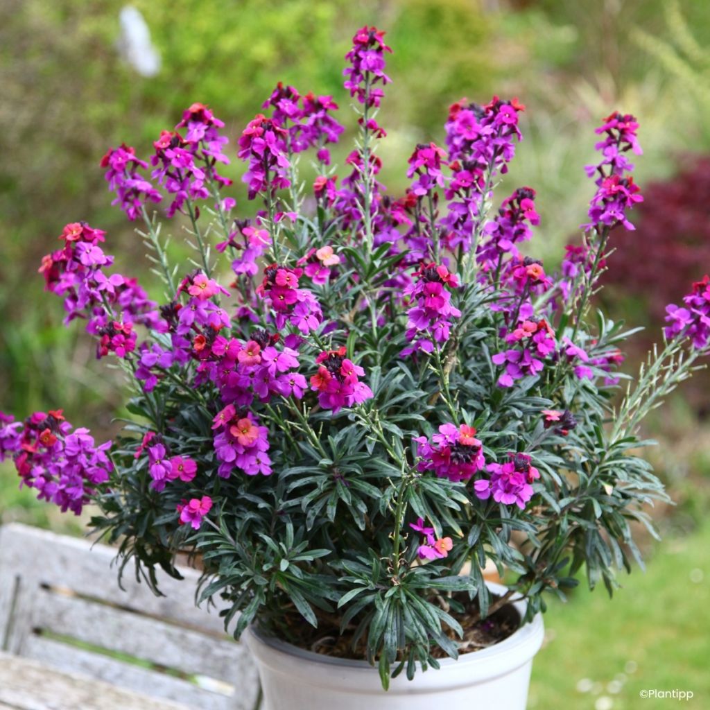Erysimum cheiri Colour Vibe Purple – Muurbloem