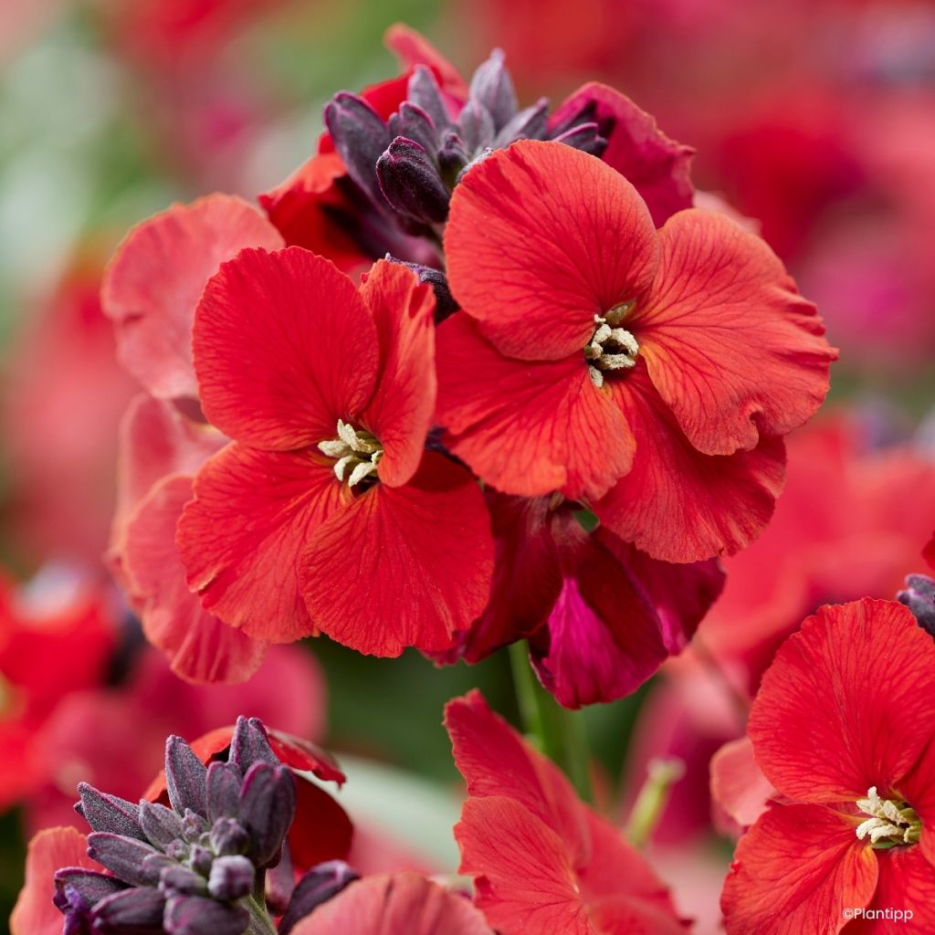 Erysimum cheiri Colour Vibe Rood – Muurbloem