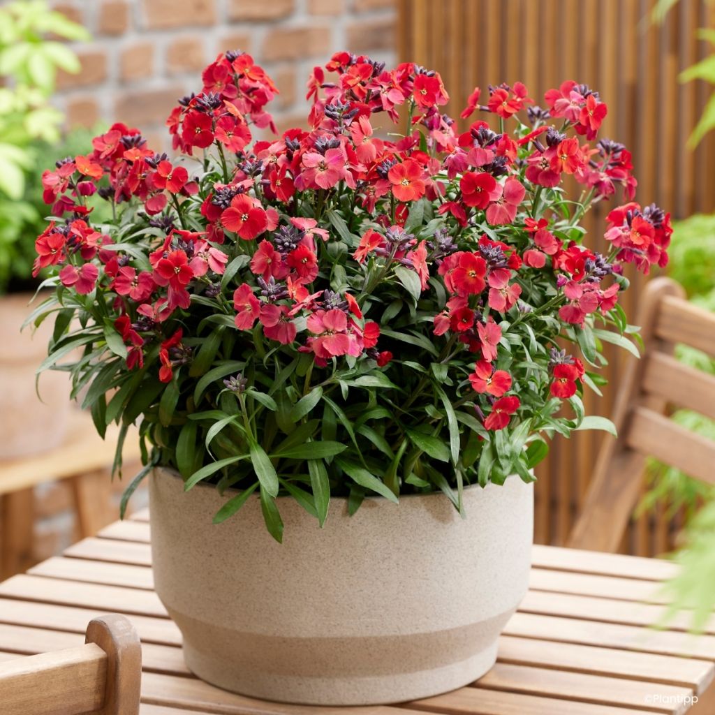 Erysimum cheiri Colour Vibe Rood – Muurbloem