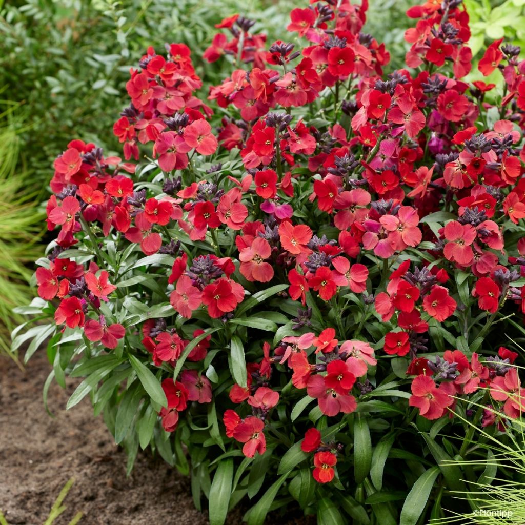 Erysimum cheiri Colour Vibe Rood – Muurbloem