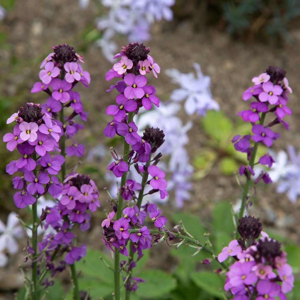 Erysimum Bowles Mauve – Muurbloem