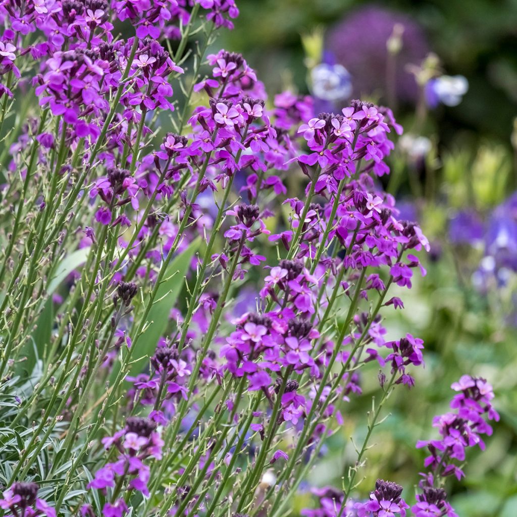 Erysimum Bowles Mauve – Muurbloem
