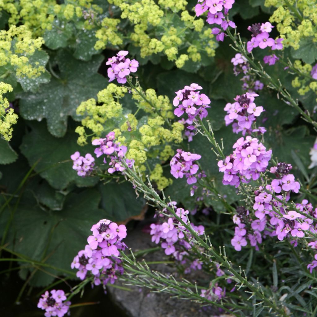 Erysimum Bowles Mauve – Muurbloem
