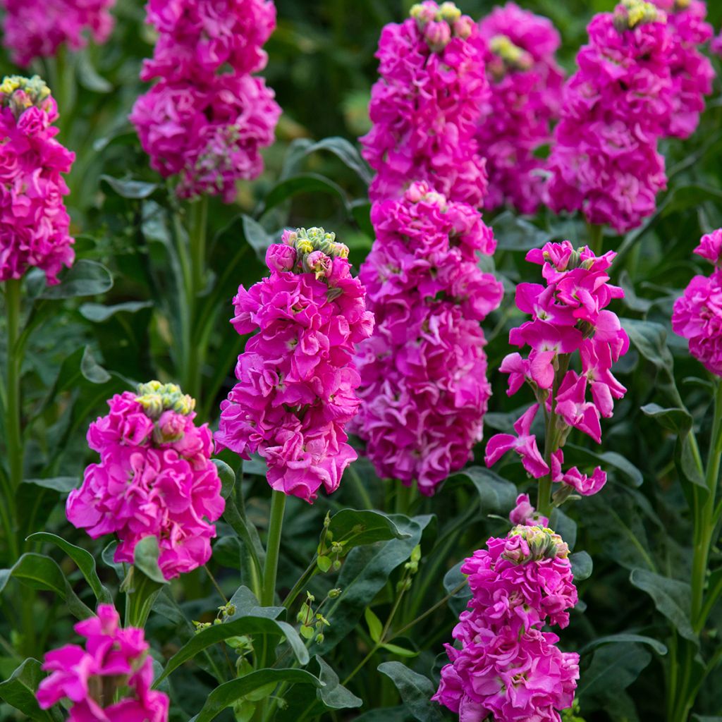 Matthiola incana (zaad) - Zomerviolier