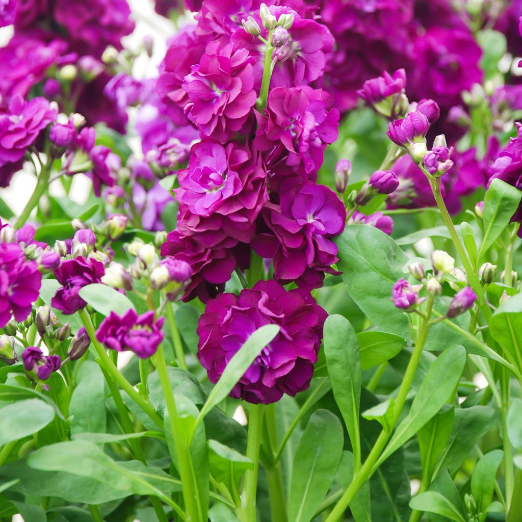 Matthiola incana (zaad) - Zomerviolier