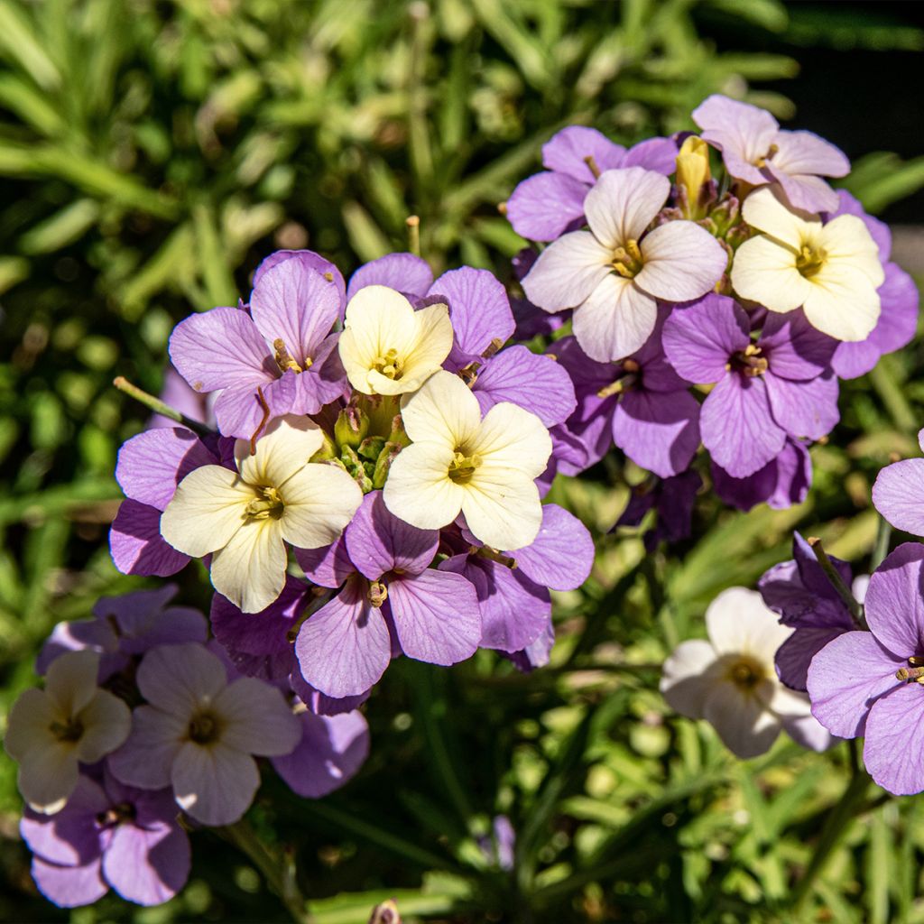 Erysimum Poem Lilac – Muurbloem