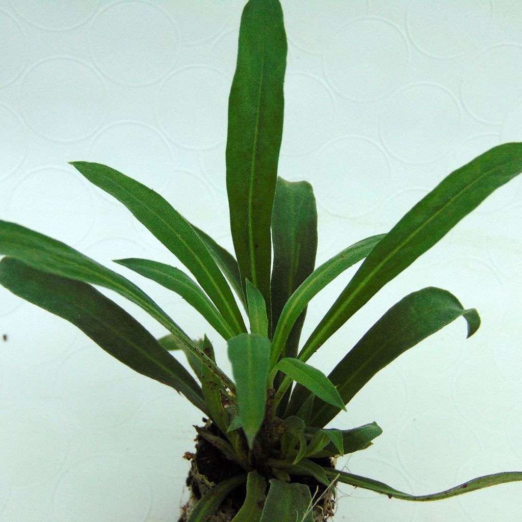 Erysimum Rysi Copper – Muurbloem