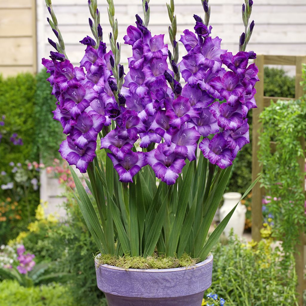 Gladiool Kim - Grootbloemige gladiool