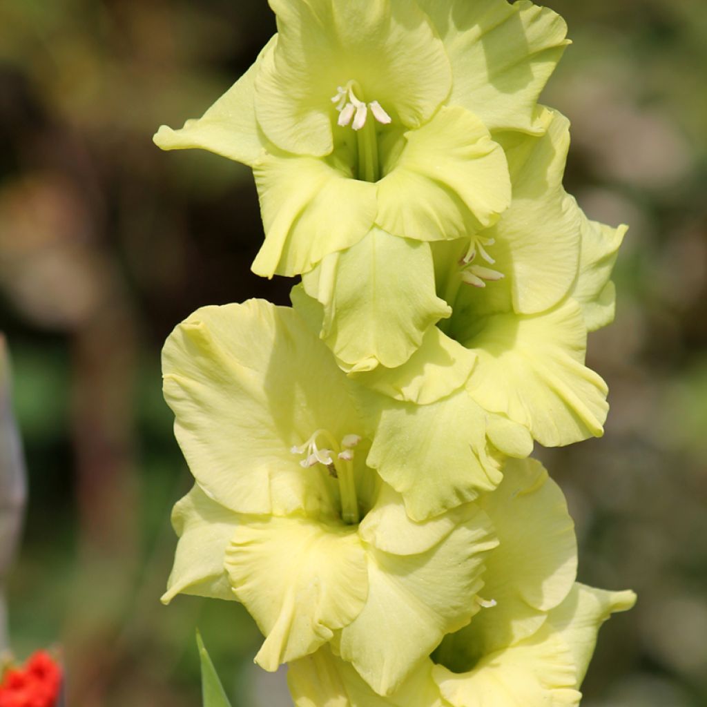 Gladiool Green Star - Grootbloemige gladiool