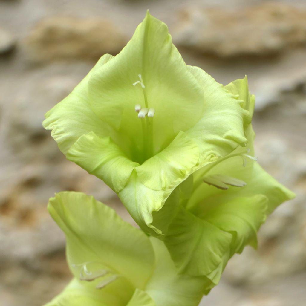 Gladiool Green Star - Grootbloemige gladiool