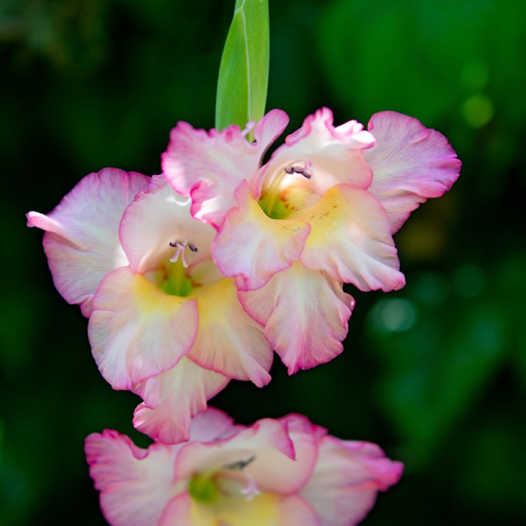 Gladiool Priscilla - Grootbloemige gladiool