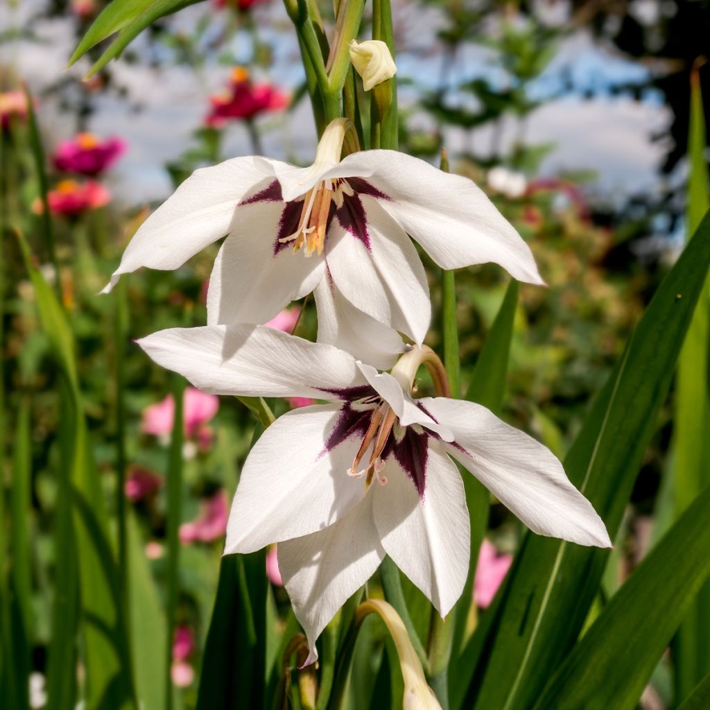 Gladiolus callianthus - Abessijnse gladiool