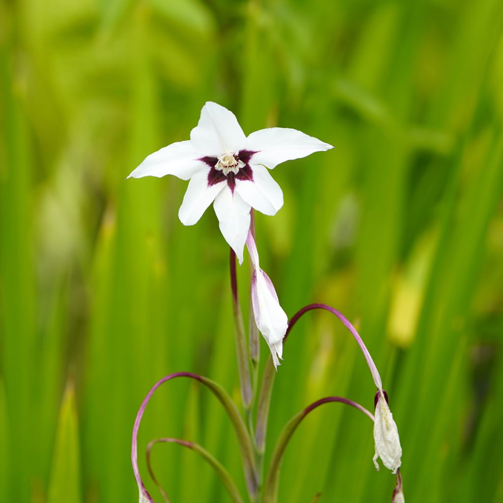 Gladiolus callianthus - Abessijnse gladiool