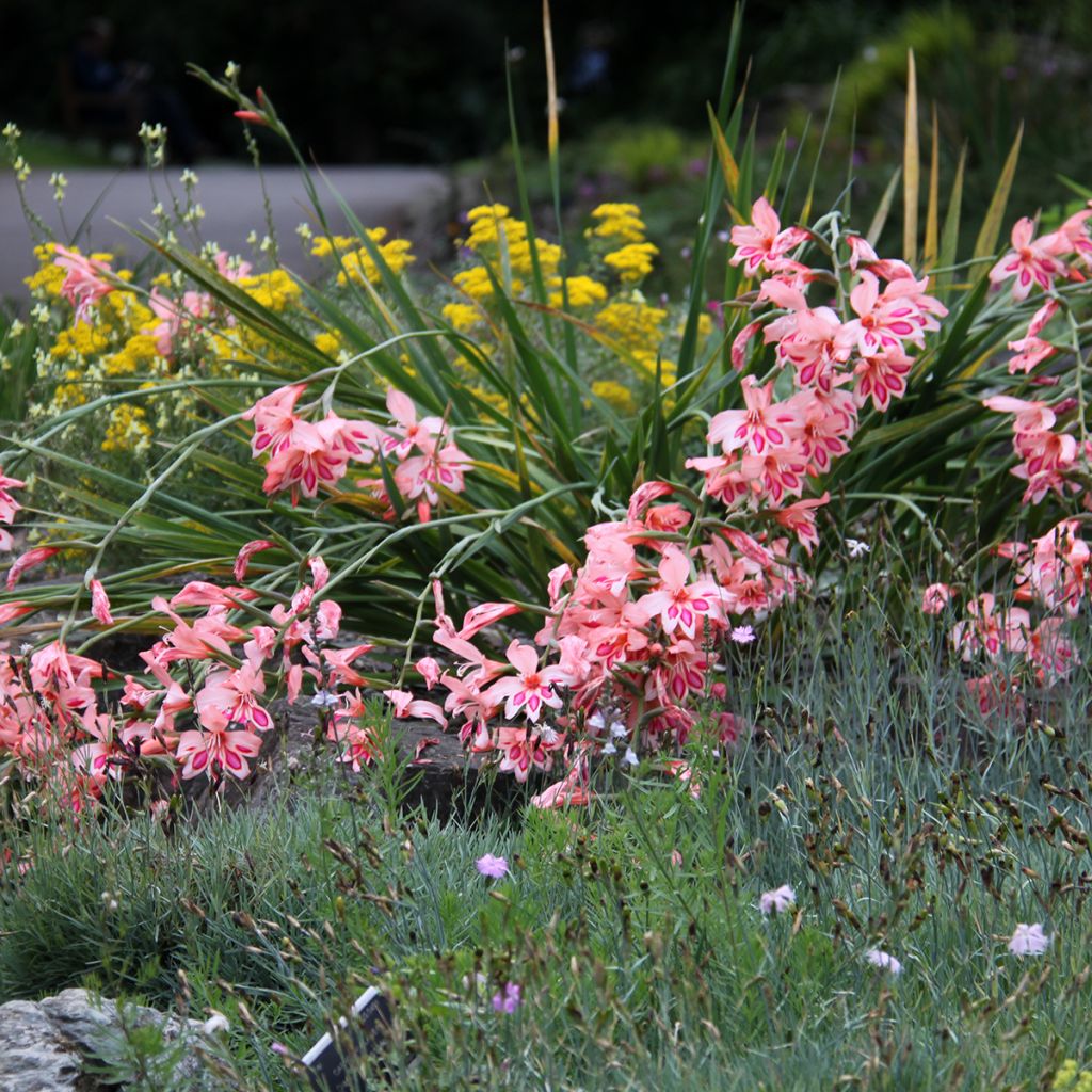 Gladiolus nanus Nathalie - Dwerggladiool