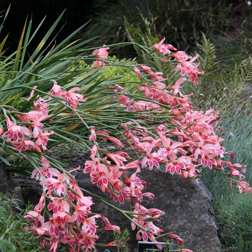 Gladiolus nanus Nathalie - Dwerggladiool
