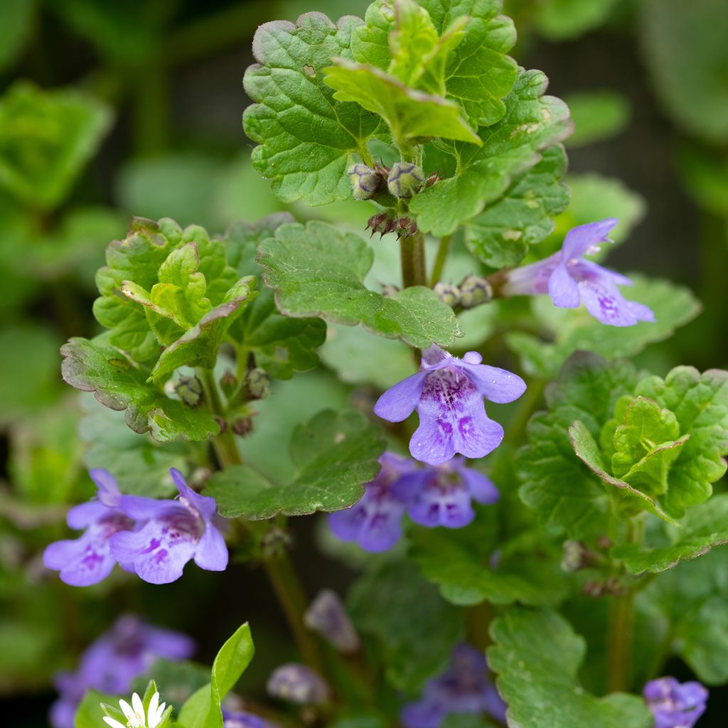 Glechoma hederacea - Hondsdraf