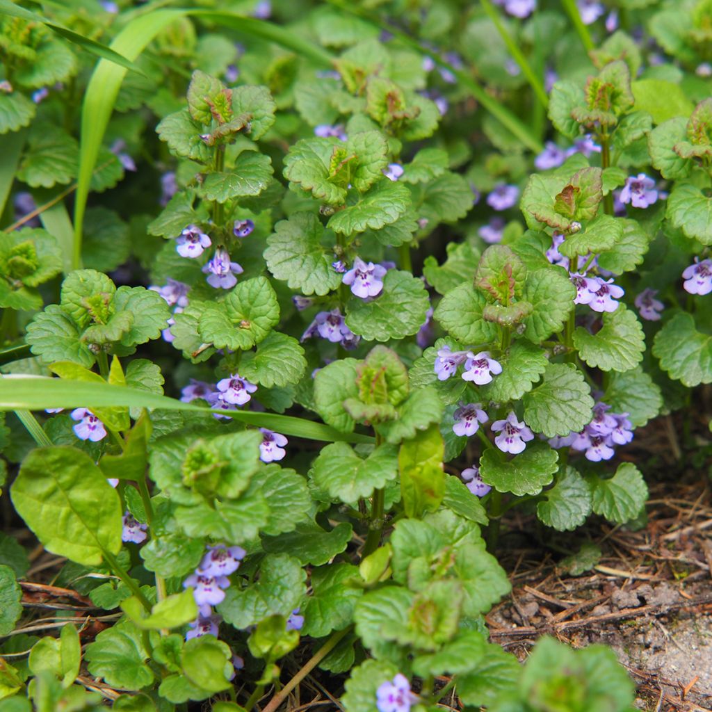 Glechoma hederacea - Hondsdraf