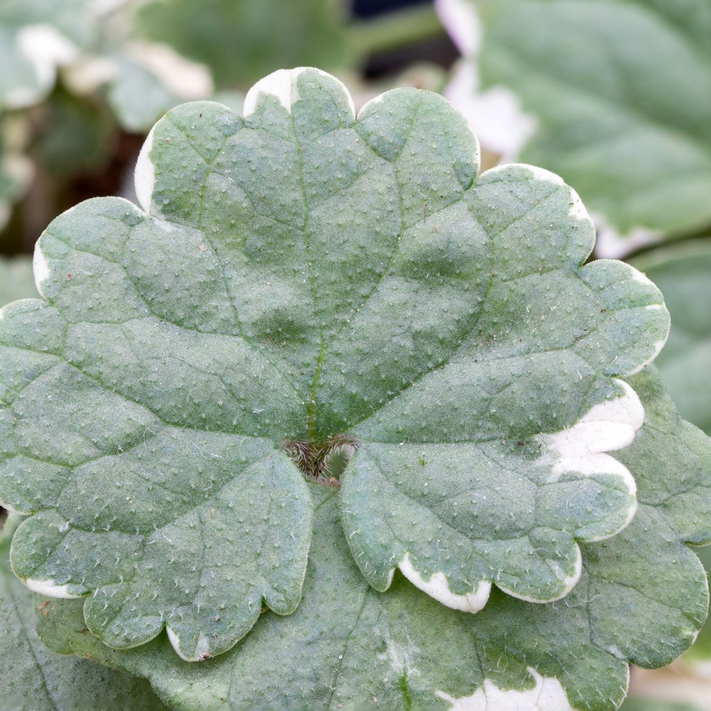 Glechoma hederacea Variegata - Hondsdraf