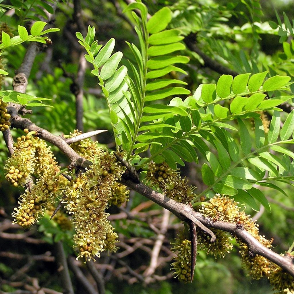 Gleditsia triacanthos - Valse christusdoorn