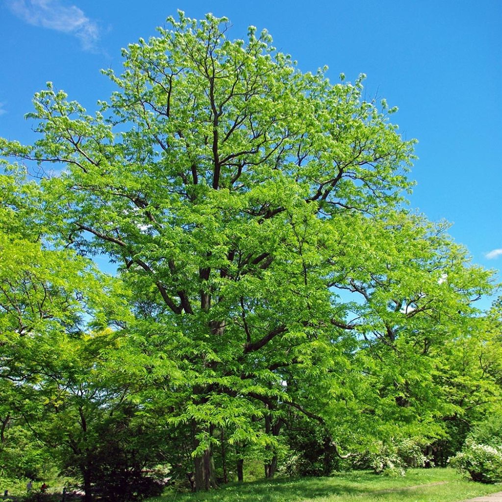 Gleditsia triacanthos - Valse christusdoorn