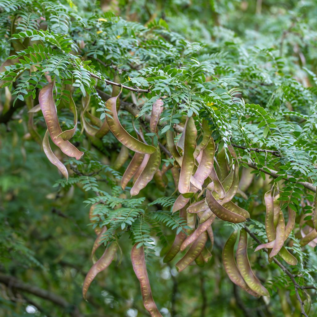 Gleditsia triacanthos - Valse christusdoorn