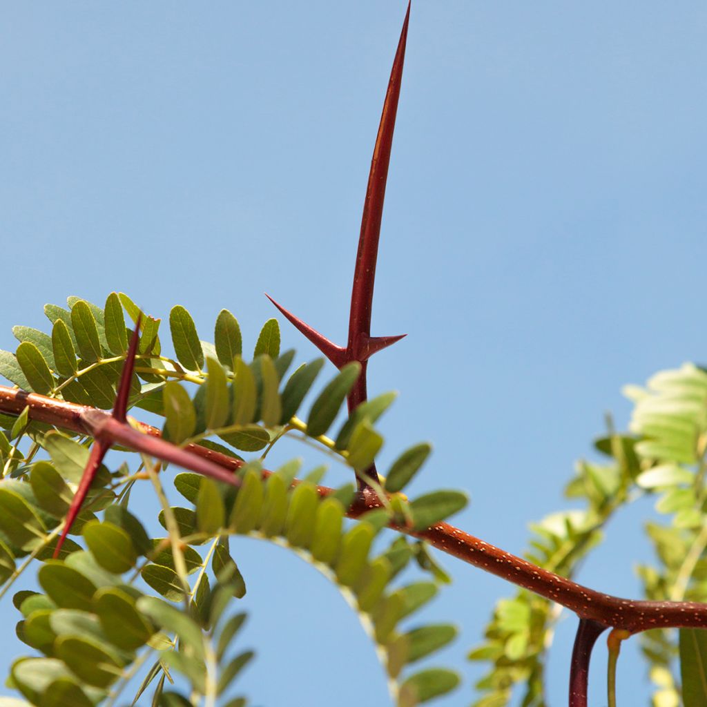Gleditsia triacanthos - Valse christusdoorn