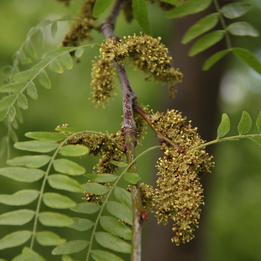 Gleditsia triacanthos Skyline - Valse christusdoorn