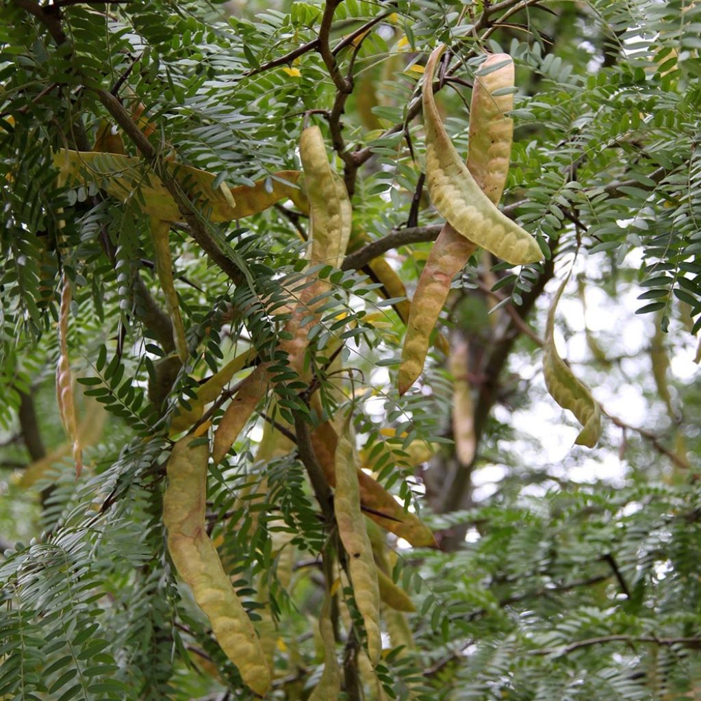 Gleditsia triacanthos Skyline - Valse christusdoorn