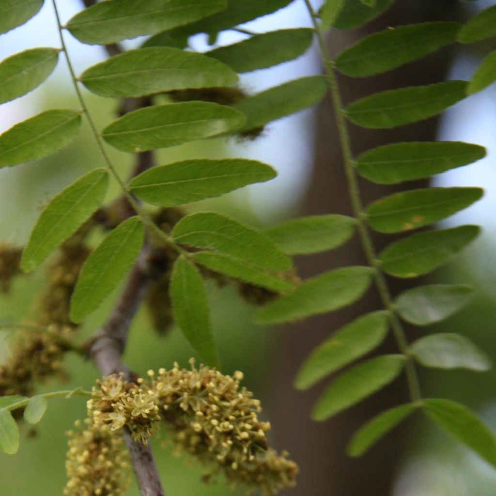 Gleditsia triacanthos Skyline - Valse christusdoorn