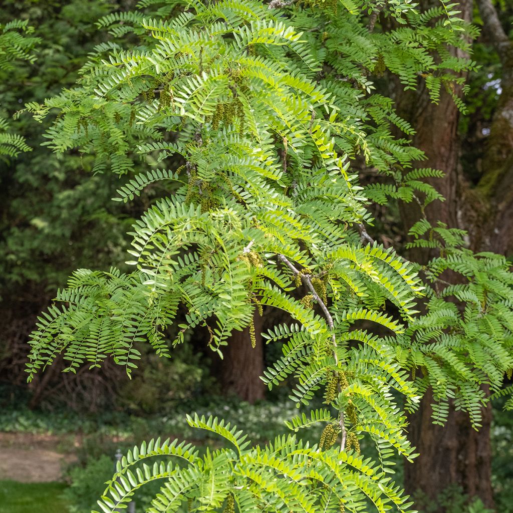 Gleditsia triacanthos Skyline - Valse christusdoorn