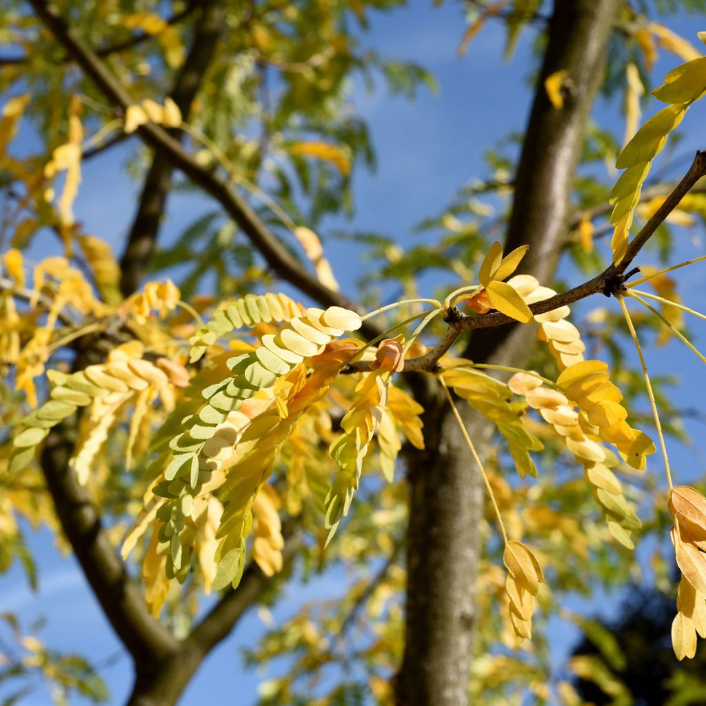 Gleditsia triacanthos Skyline - Valse christusdoorn