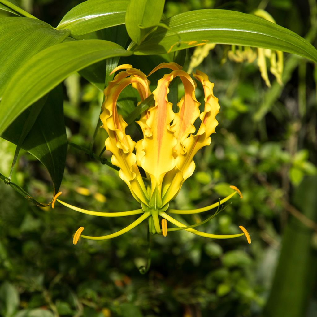 Gloriosa lutea - Klimlelie