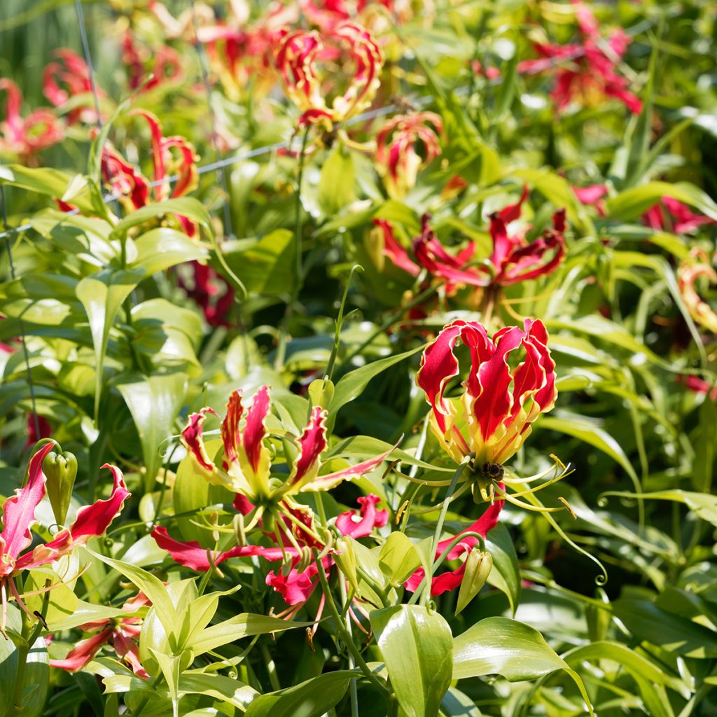 Gloriosa rothschildiana - Klimlelie