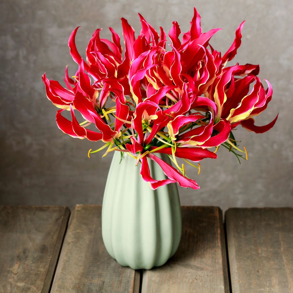 Gloriosa rothschildiana - Klimlelie